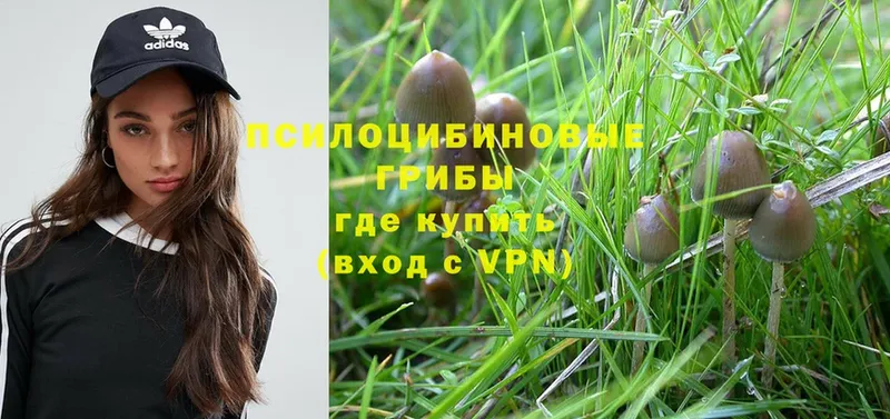 omg ссылки  Рязань  Галлюциногенные грибы Psilocybe  где купить  